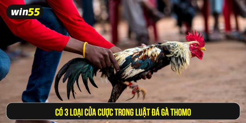 Có 3 loại cửa cược trong luật đá gà Thomo